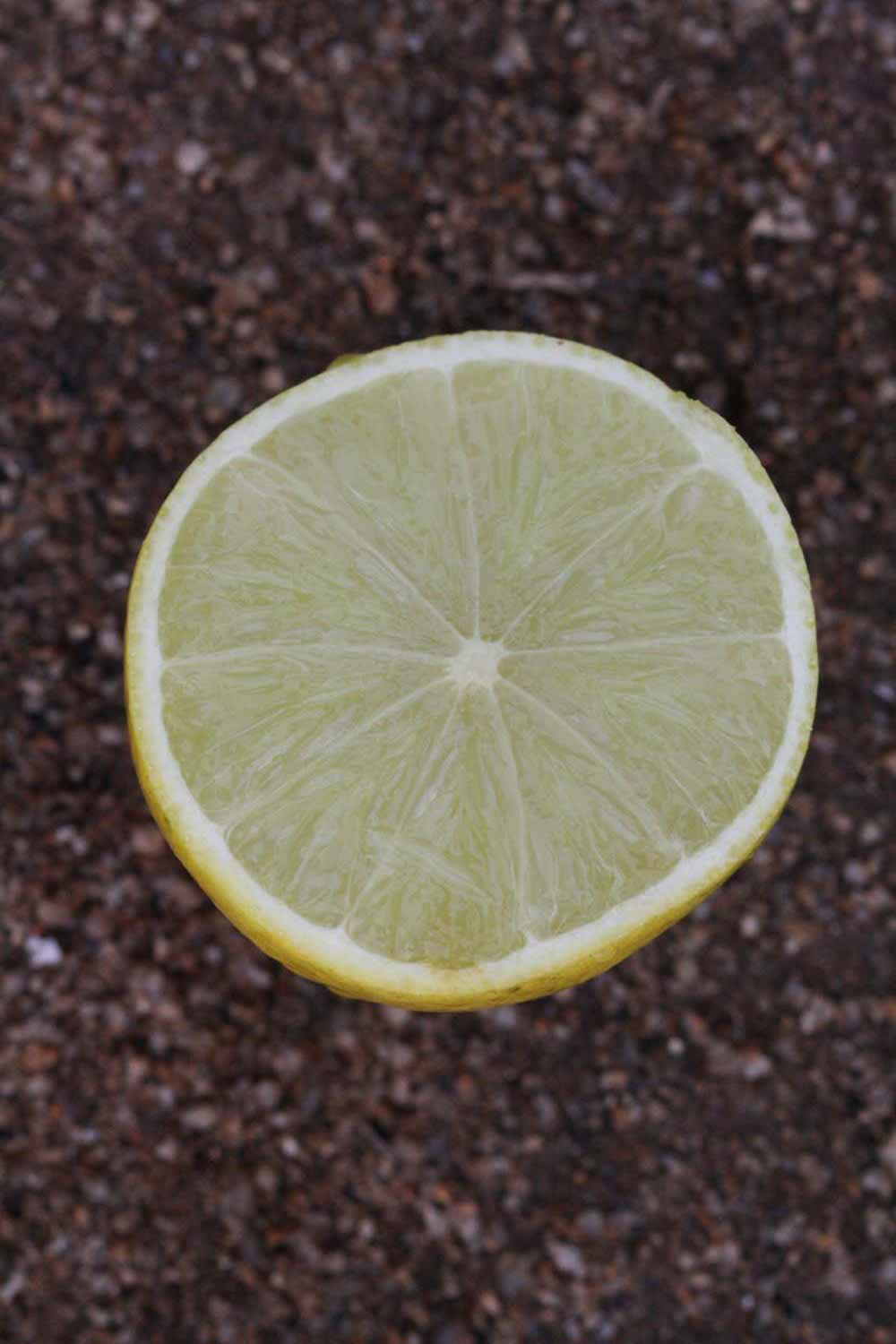             Fruit cross-section (Riverside, CA)       